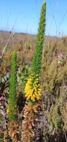 Erica patersonii flowers